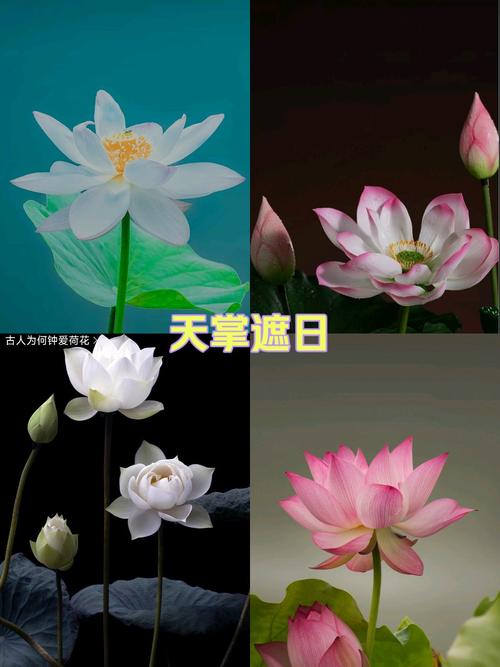 这些花威胁宝宝安全健康,别再养殖了