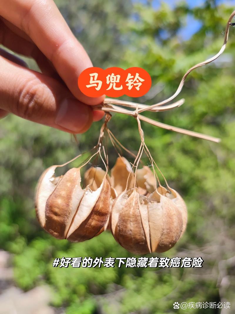 有毒的观赏性植物都有什么