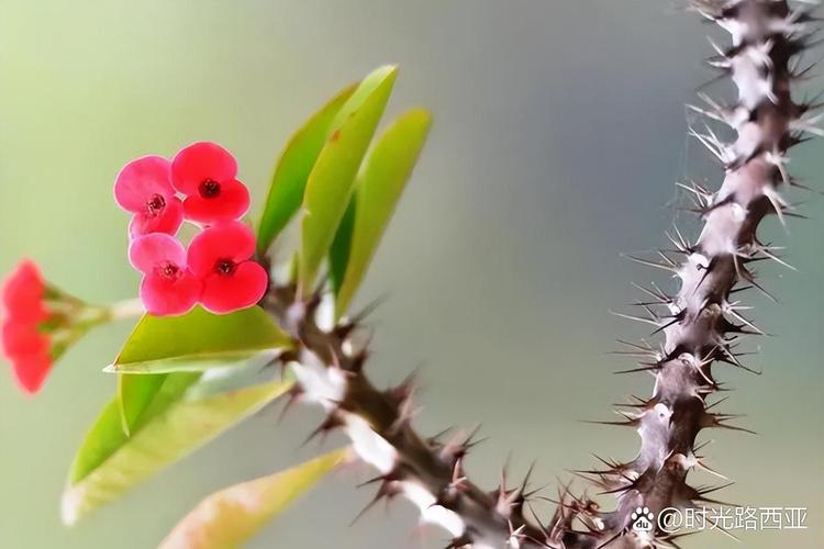 这种花不能养,当心孩子误食中毒