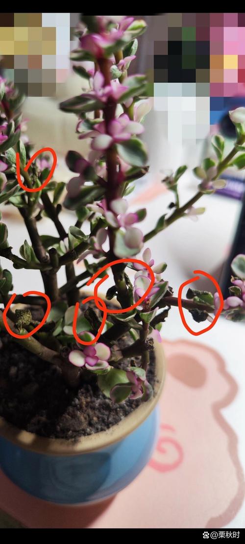 金枝玉叶的叶子变色了怎么办?