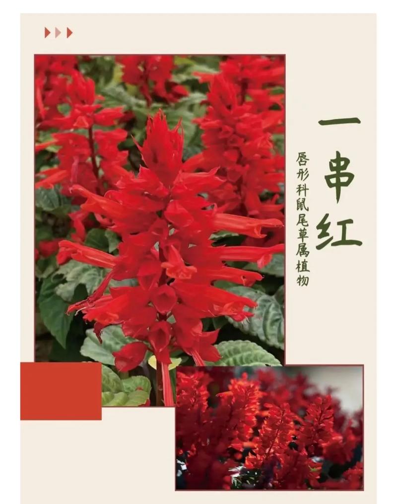 一串红什么时候开花