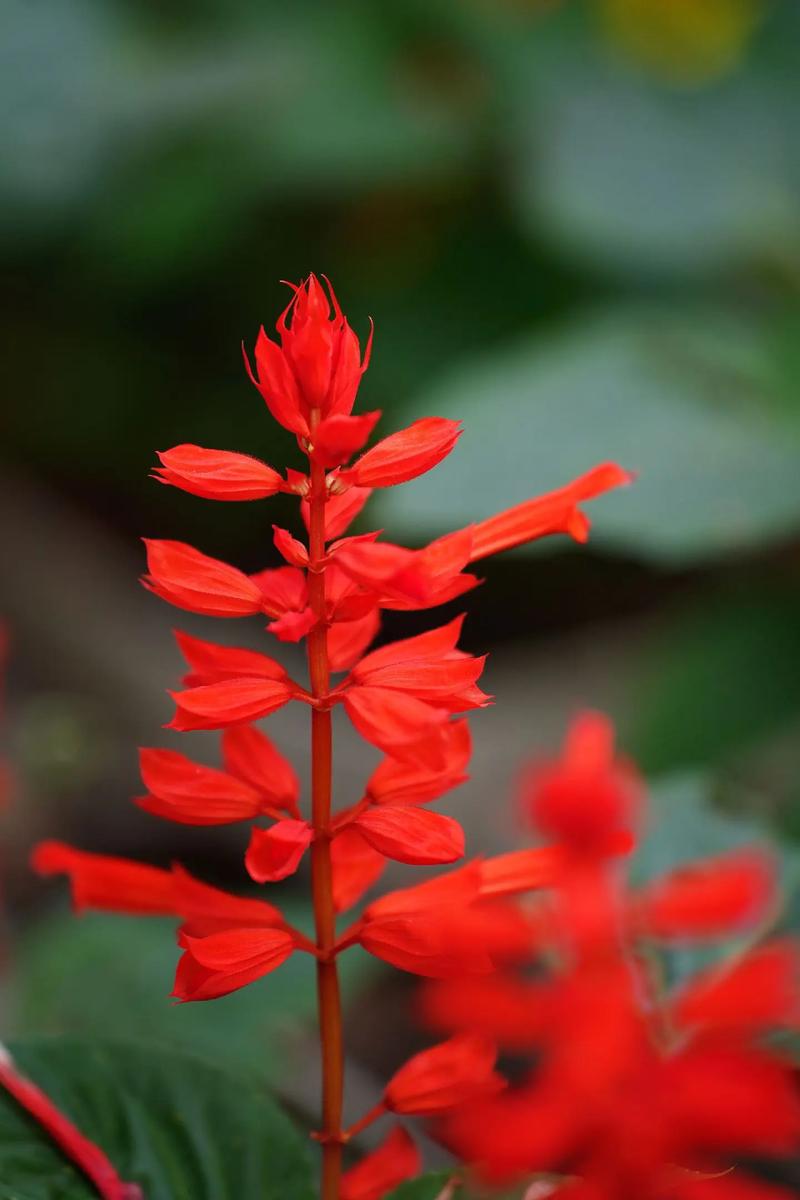 一串红什么季节开花