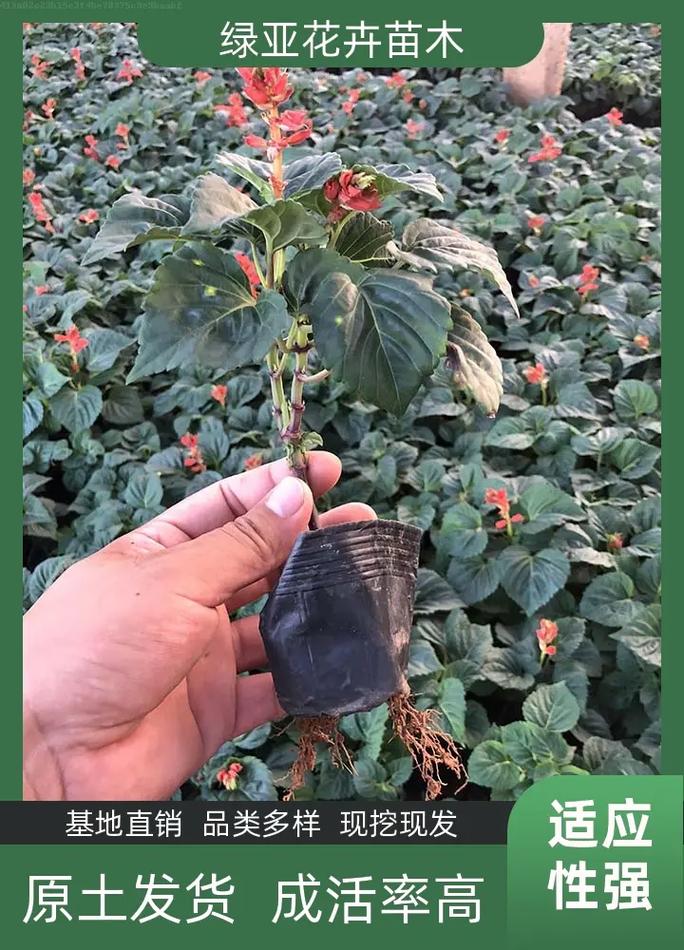 一串红几月开?几月谢?花期多久?