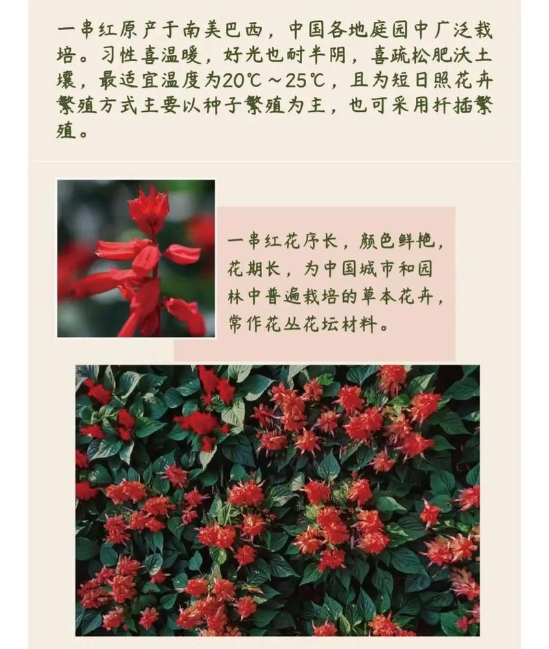 [一串红花期]一串红什么时候开花