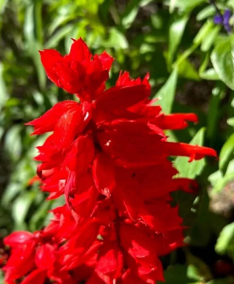 一串红什么季节开花?