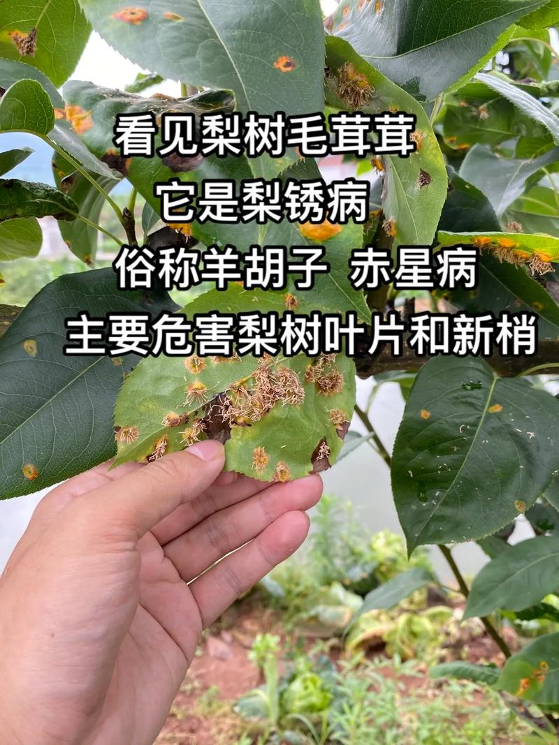 梨树的病害及其防治？梨树主要病害图解？