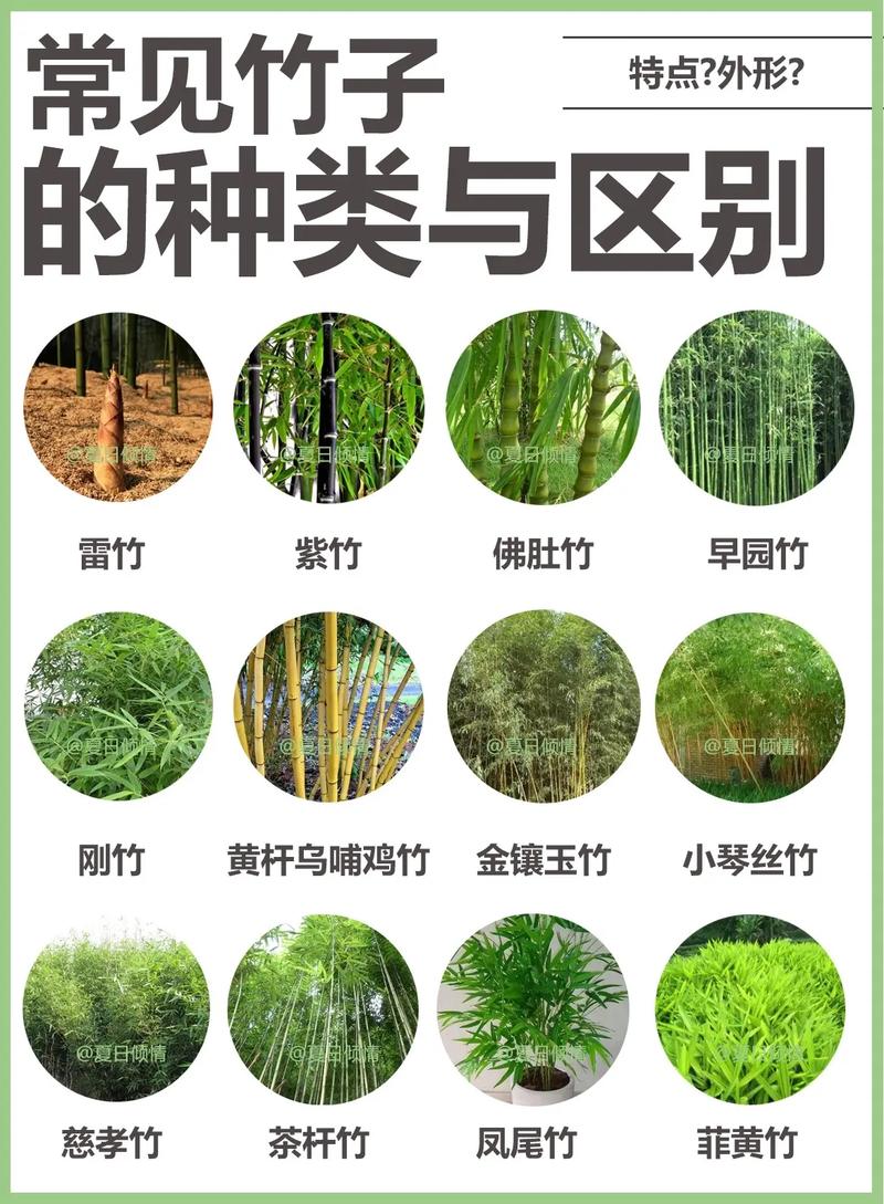 楠竹和毛竹有什么区别