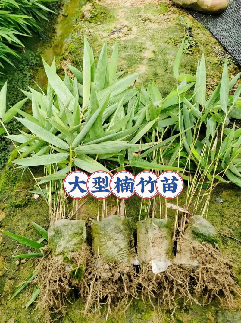 楠竹和毛竹有什么区别,楠竹种子什么时候种