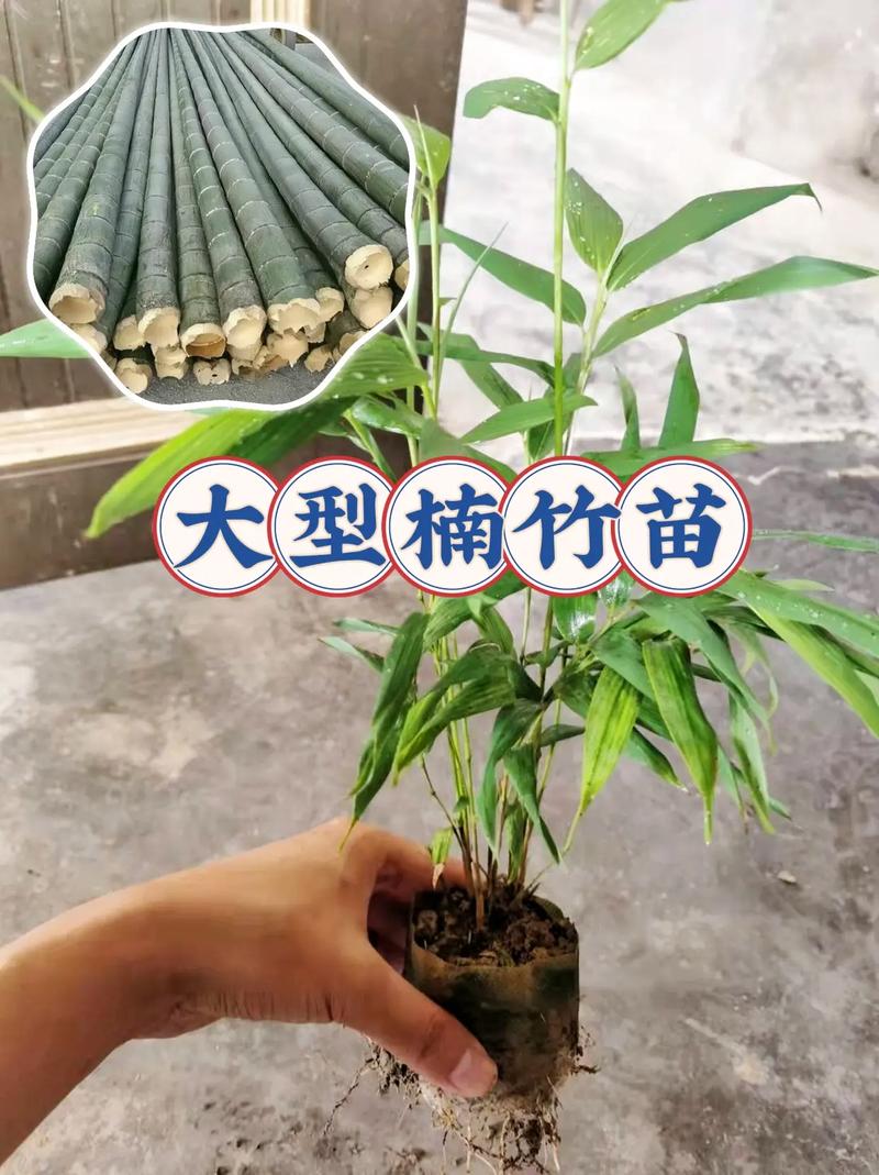 楠竹和毛竹的区别?