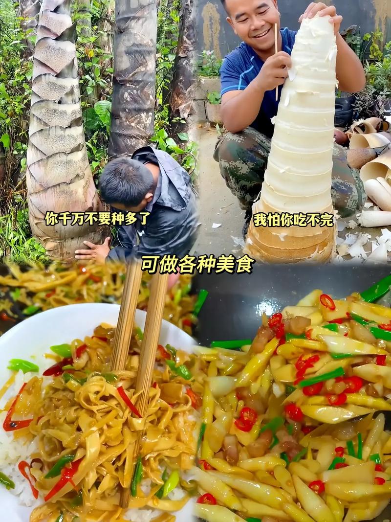 楠竹的种子应该怎么种?