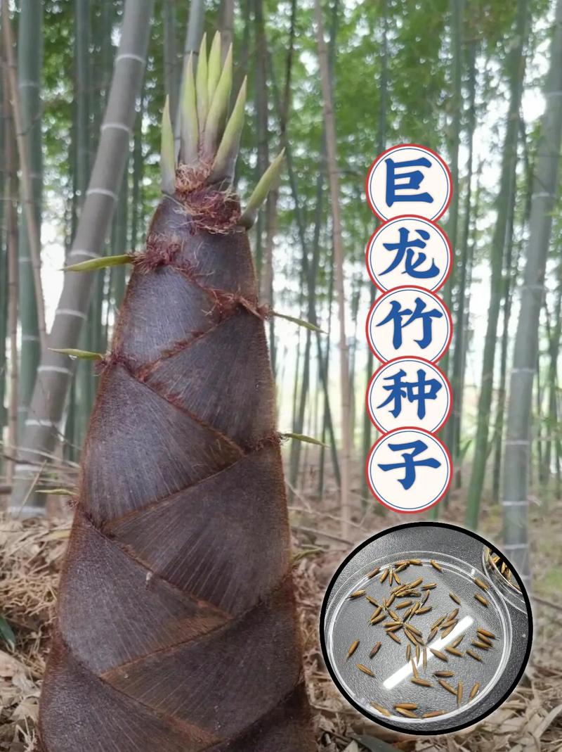毛竹和毛竹有什么区别?毛竹的种子什么时候种?