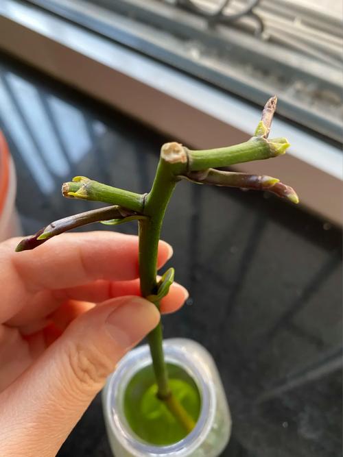 弹簧草怎么剪花梗