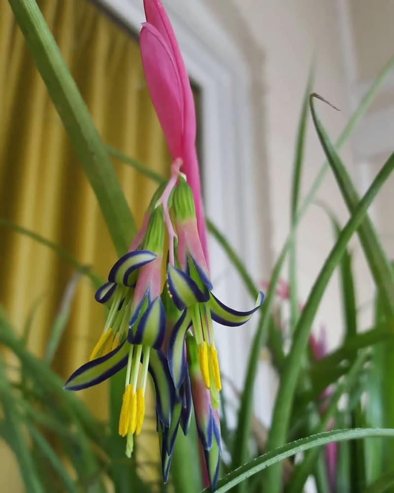 垂花水塔花怎么养?你的垂花水塔花是怎么养的?