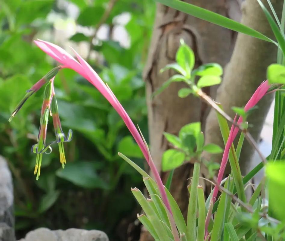 垂花水塔花叶尖枯焦、根茎腐烂怎么办
