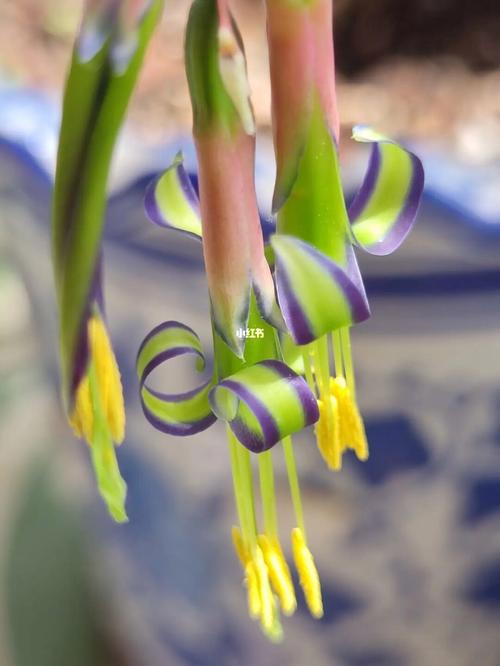 垂花水塔花栽养要点