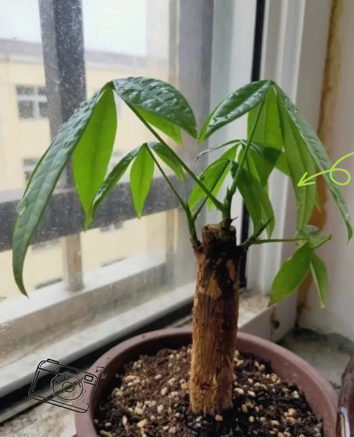 发财树叶子发黄怎么办(小盆发财树叶子发黄怎么办)