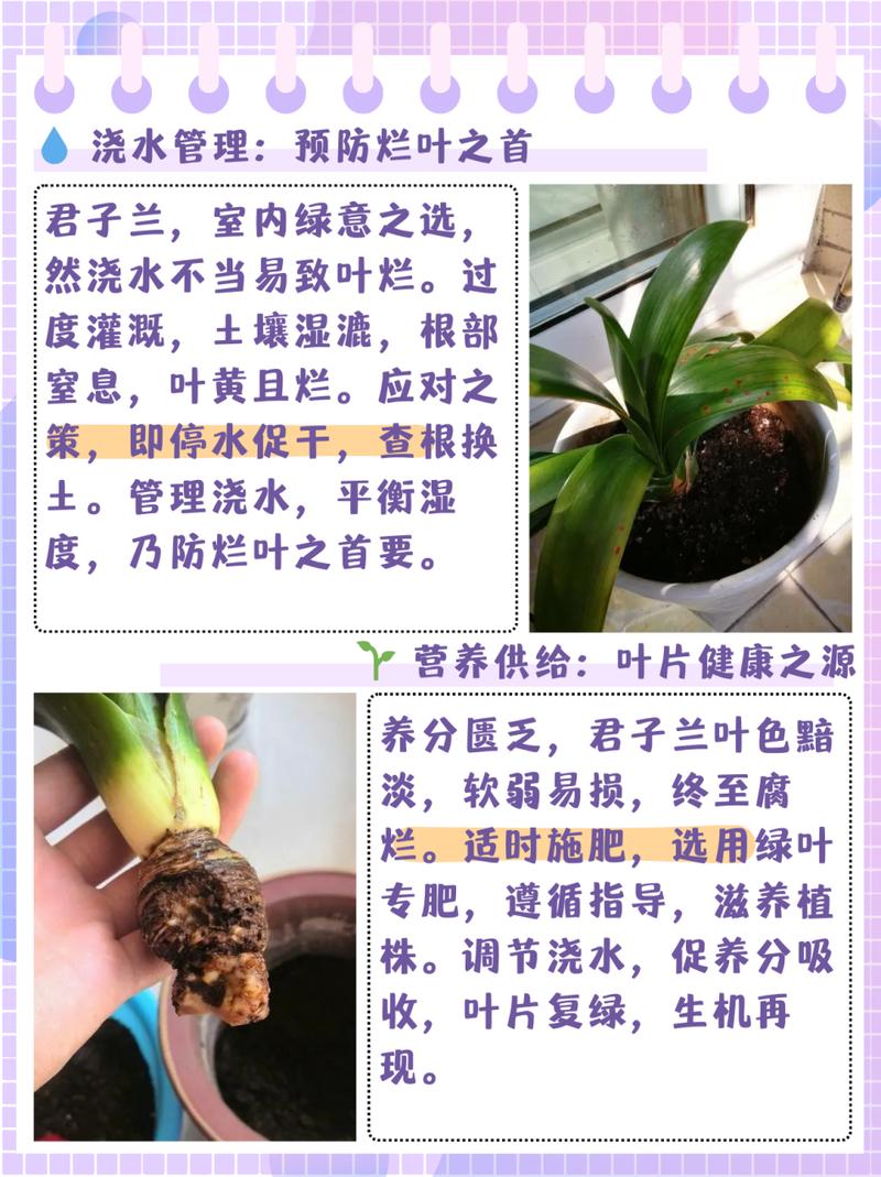 君子兰根部烂了怎么办