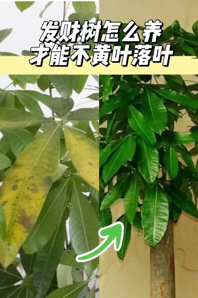 发财树叶子发黄怎么办?