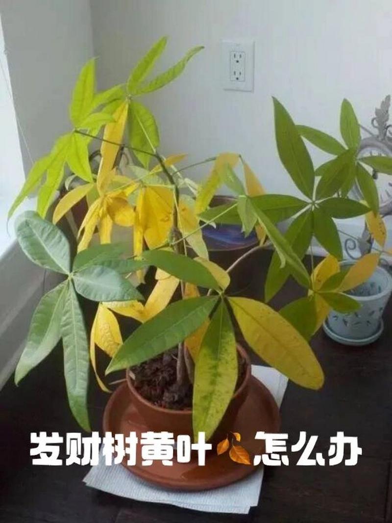 我的发财树叶子发黄怎么办