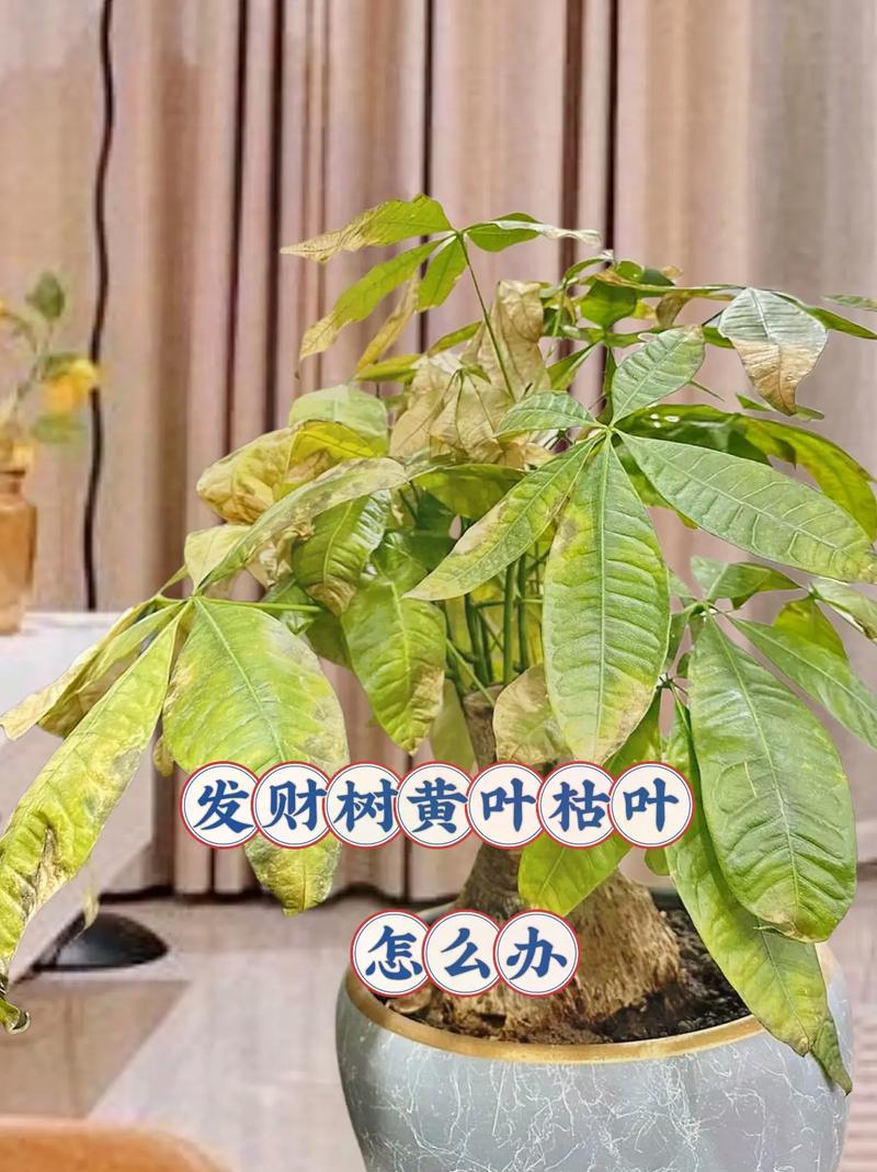 发财树叶子发黄怎么补救