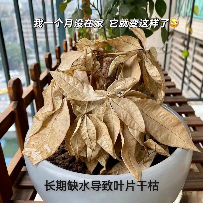 发财树叶子发黄怎么回事怎么补救