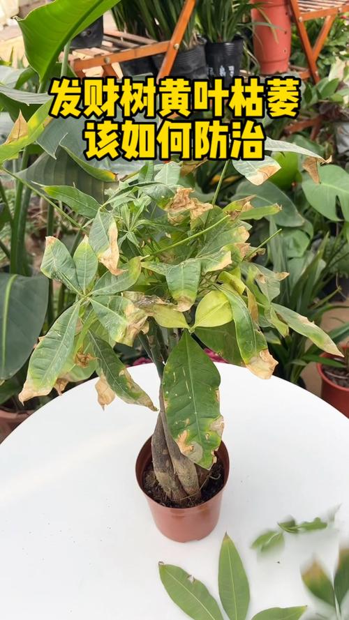 家里发财树叶子发黄怎么办