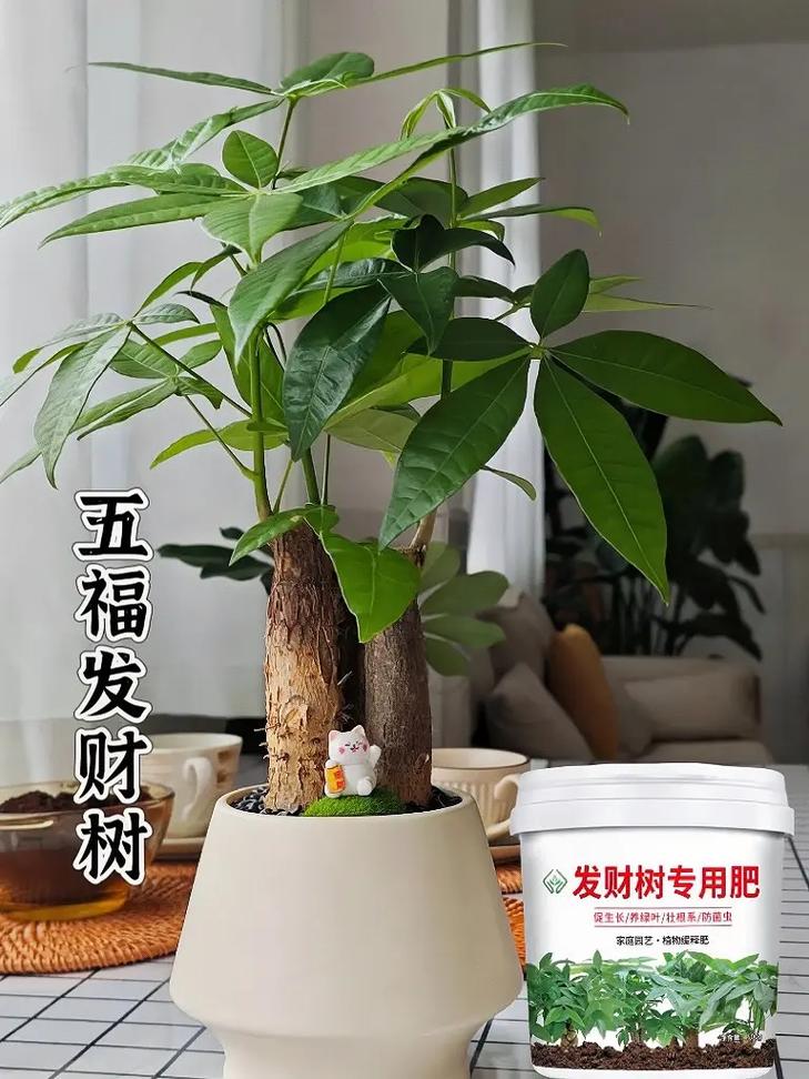 发财树叶子发黄怎么办