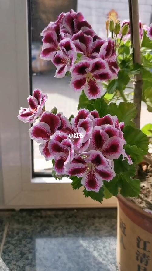 白蝴蝶花花语？白蝴蝶花的花语和寓意？