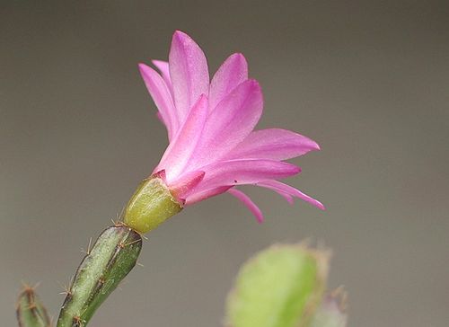 落花之舞