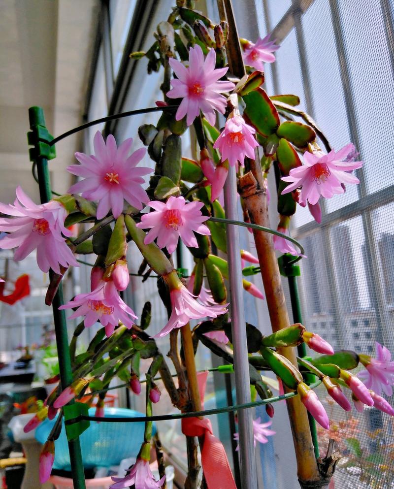 落花之舞的养殖方法