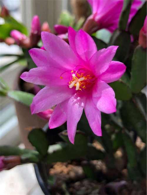 落花之舞怎么养护,落花之舞的养殖方法和注意事项(图)