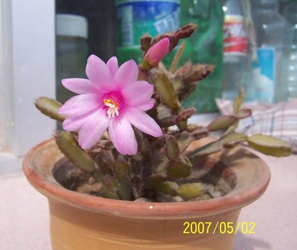落花之舞如何种植