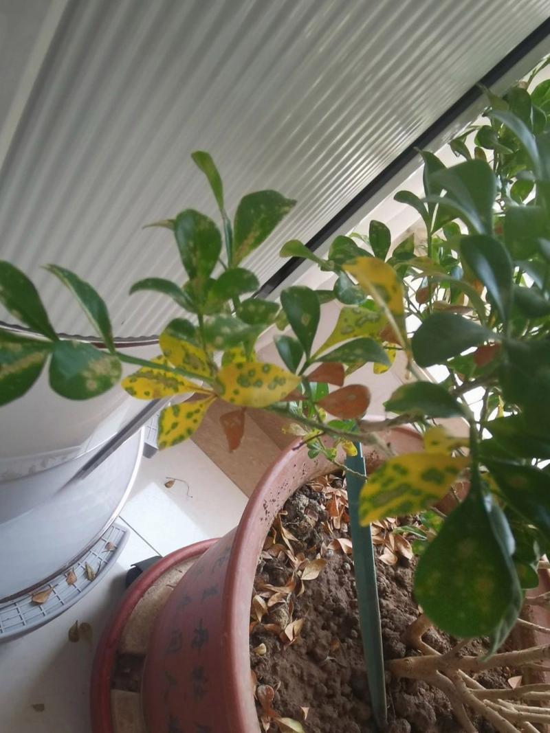 米兰花的叶子上有了黑斑怎么办?