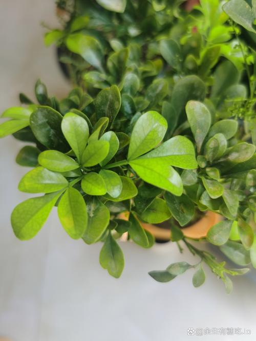 米兰花叶子灰,就像火烧过一样,是怎么了呢?