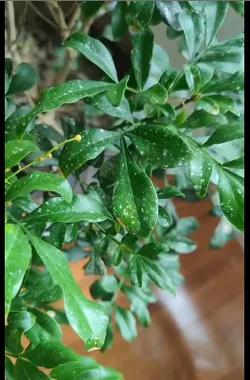 米兰花叶片黄褐斑怎么办