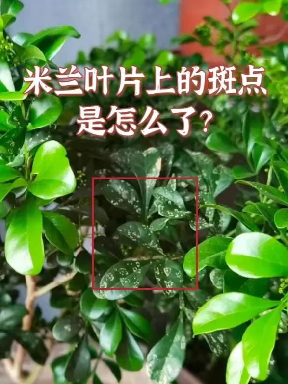 米兰花黄叶掉叶子怎么挽救