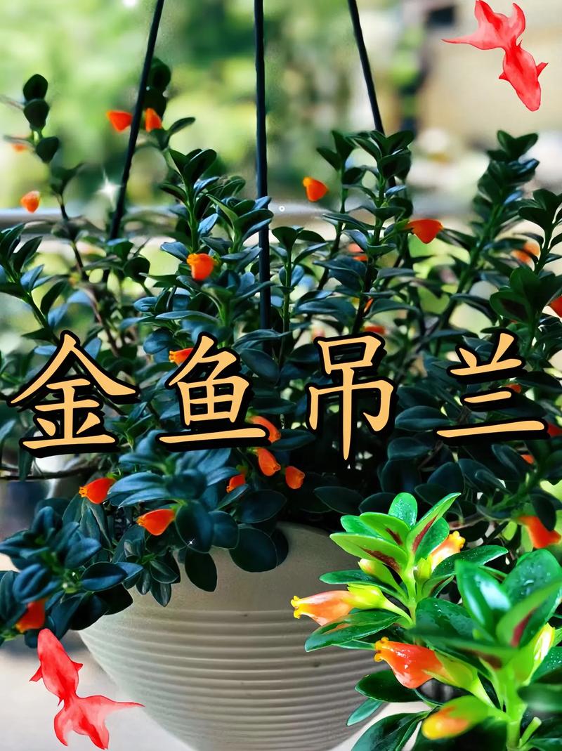 金鱼吊兰有毒吗，金鱼吊兰有毒吗能放卧室吗