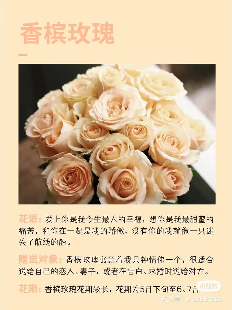 11朵香槟玫瑰有什么寓意,花语是什么?