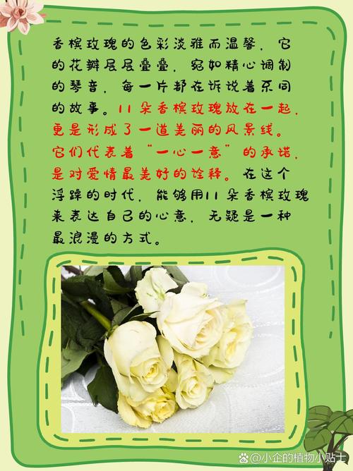 11朵香槟玫瑰花语是什么