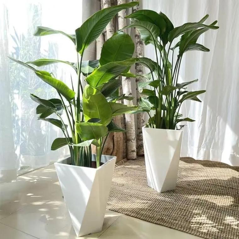 树脂花盆养花好吗，树脂花盆养花好吗视频？