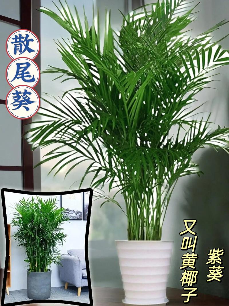 散尾葵花语是什么意思