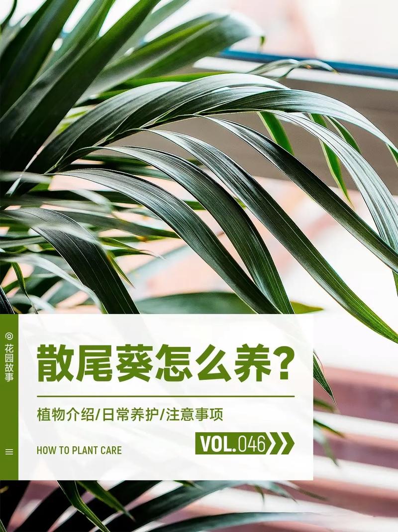 散尾葵寓意和风水