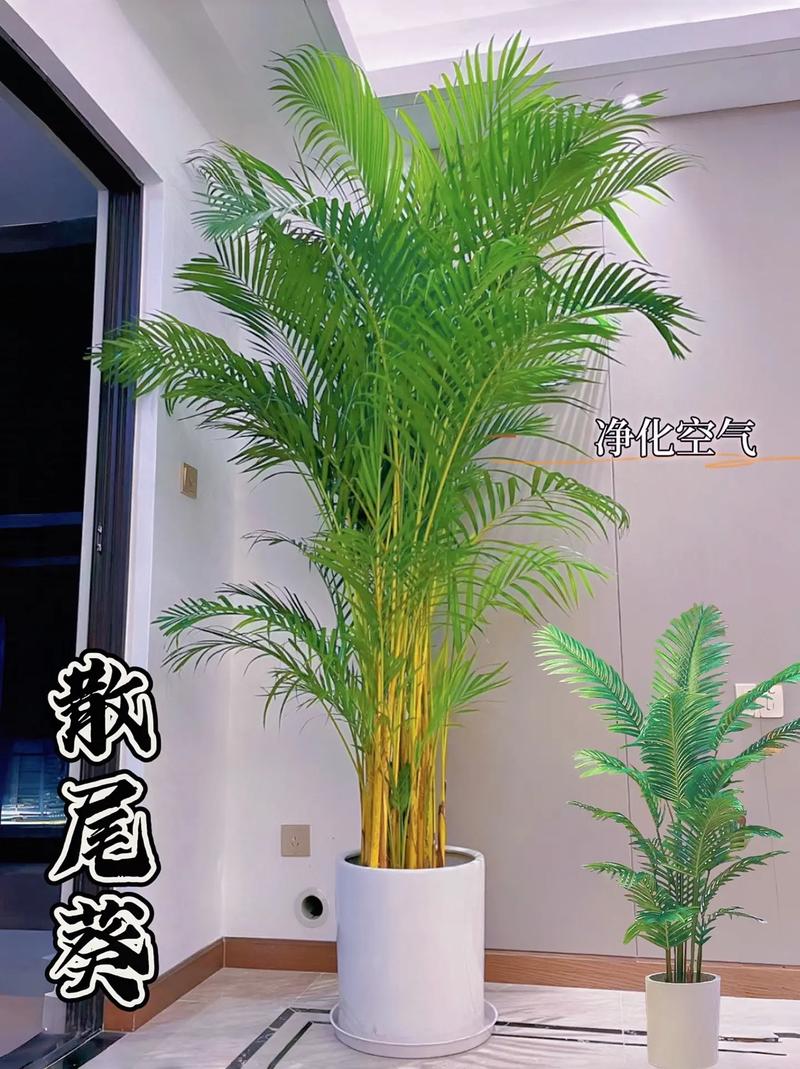 散尾葵寓意什么意思