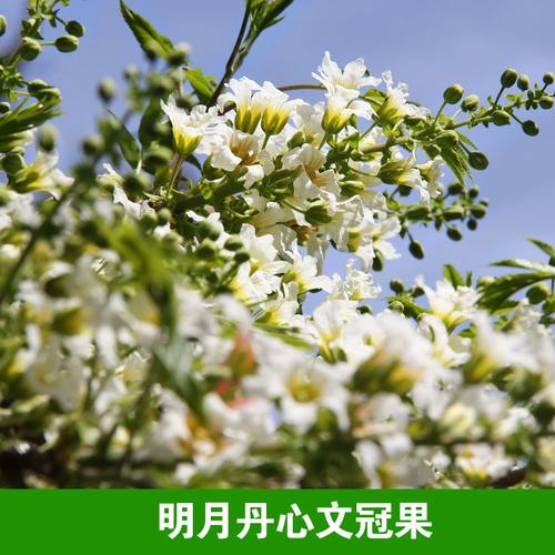 文冠果苗主要栽培技术