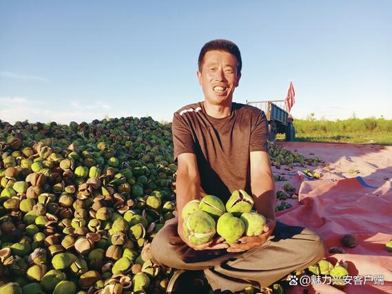 文冠果栽培