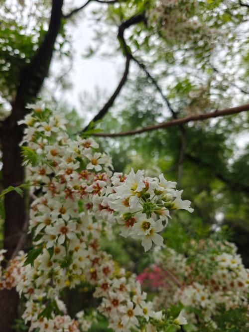 如何种植文冠果_文冠果种植技术