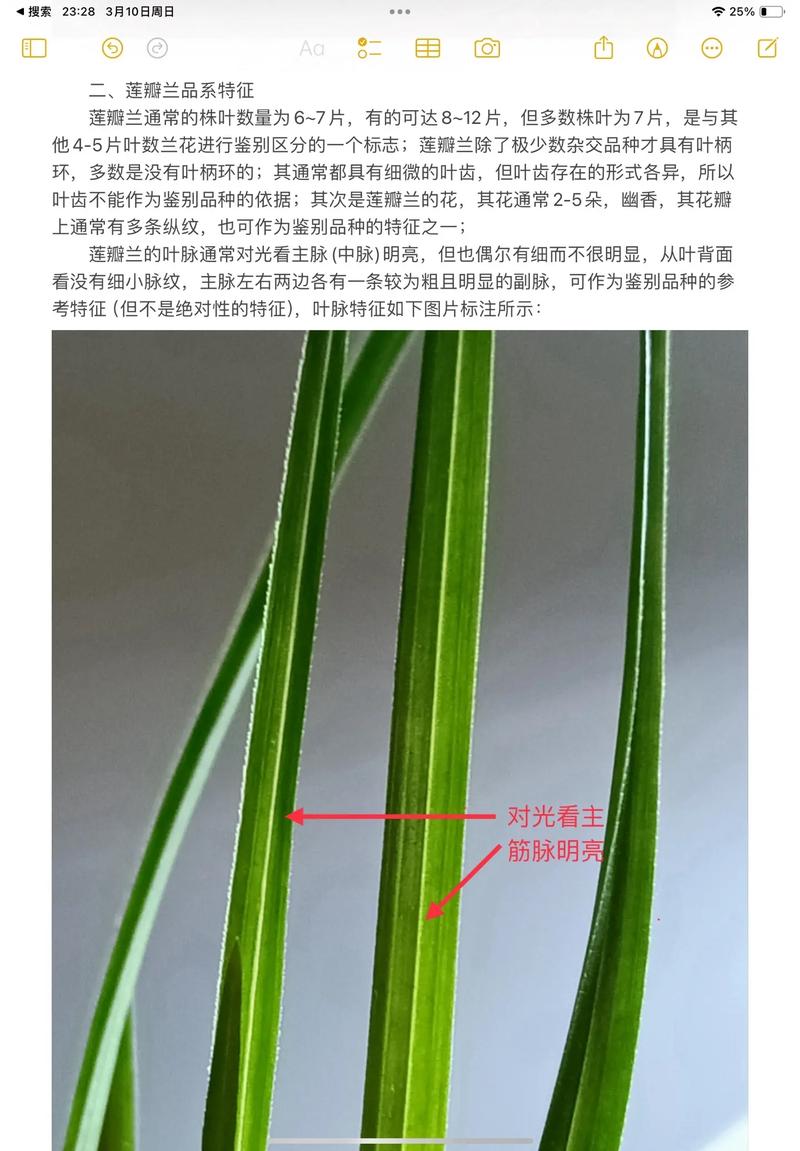 中国兰指的是哪些兰花,与洋兰的区别是什么?