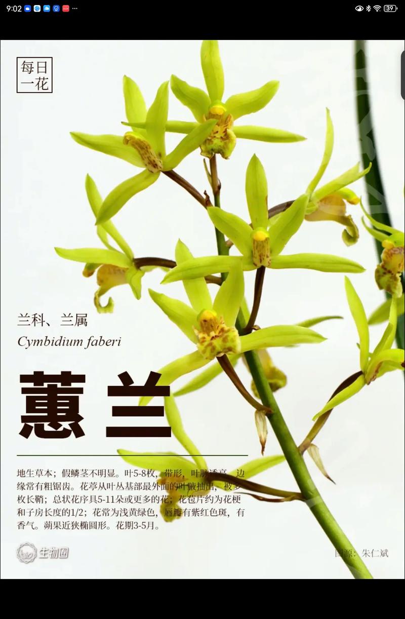 中国兰花指的是什么兰花有什么区别?