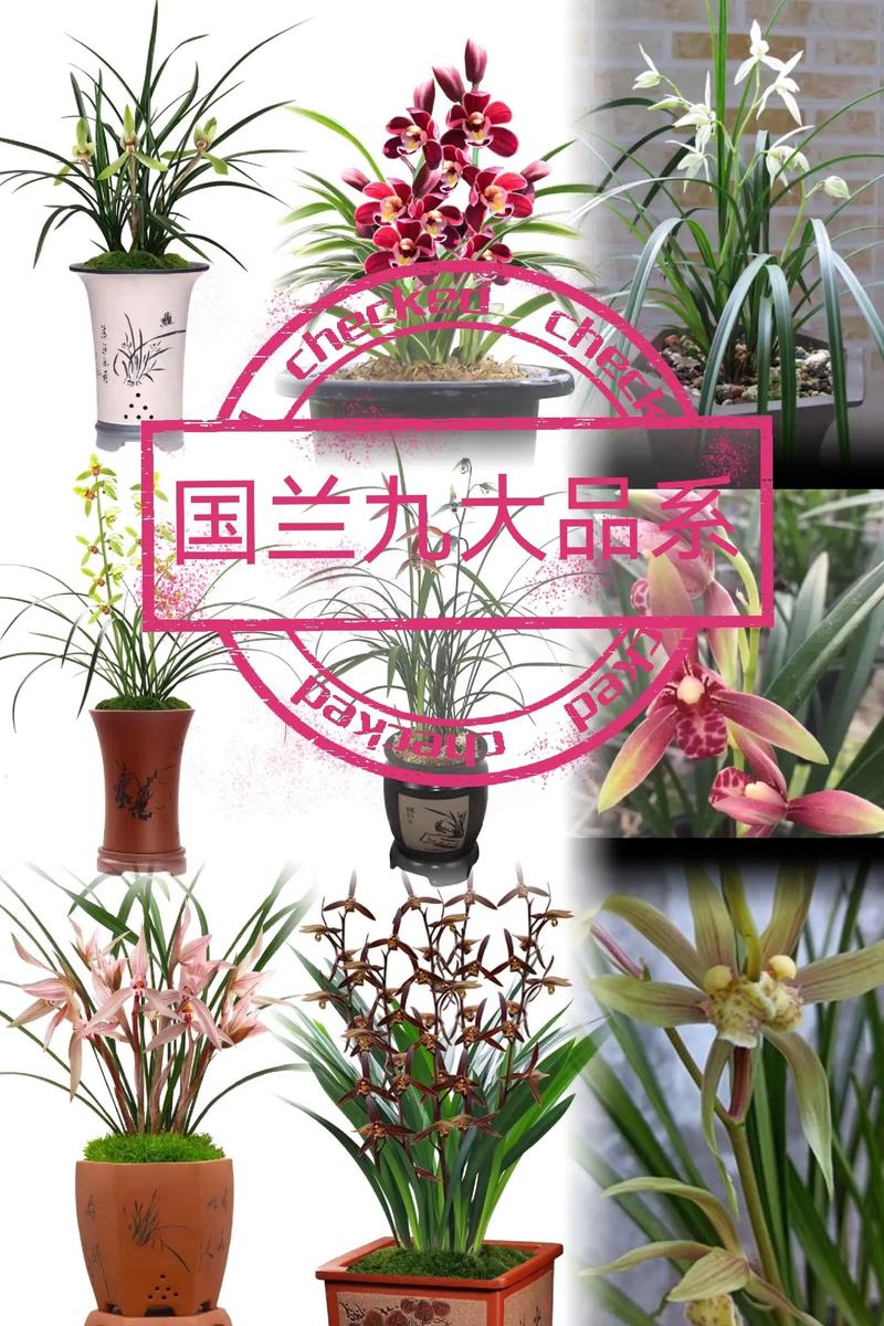 国兰和洋兰的区别对比