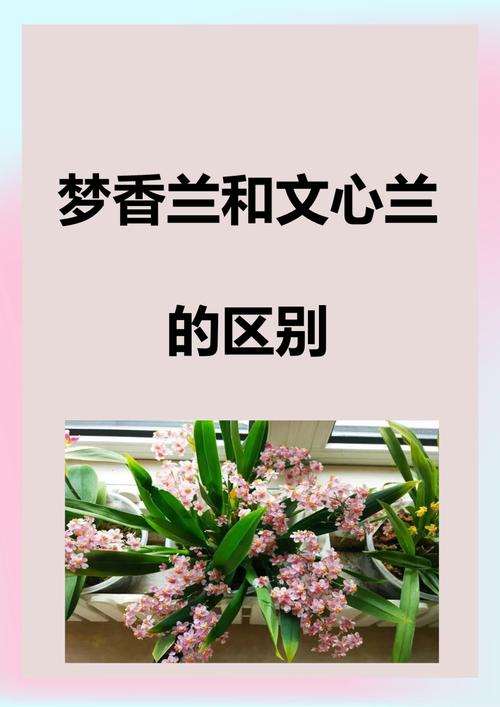 中外兰花的区别